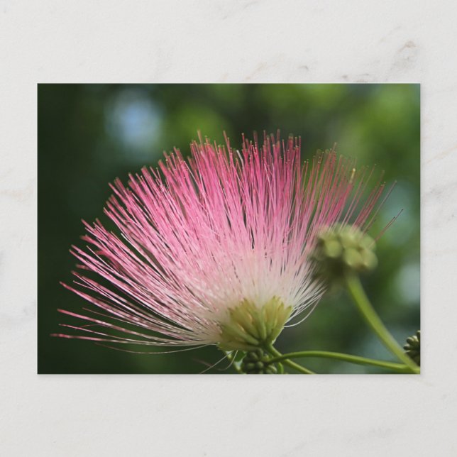 Carte Postale Mamosa (Devant)