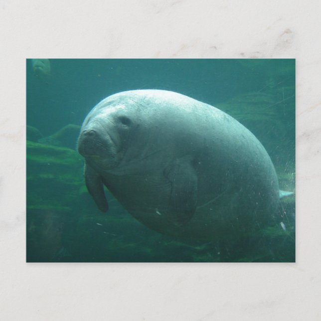 Carte Postale Manat Très Rond Avec Un Beau Visage (Devant)