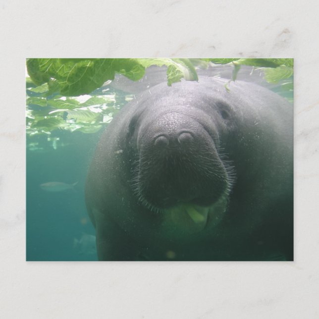 Carte postale Manatee (Devant)