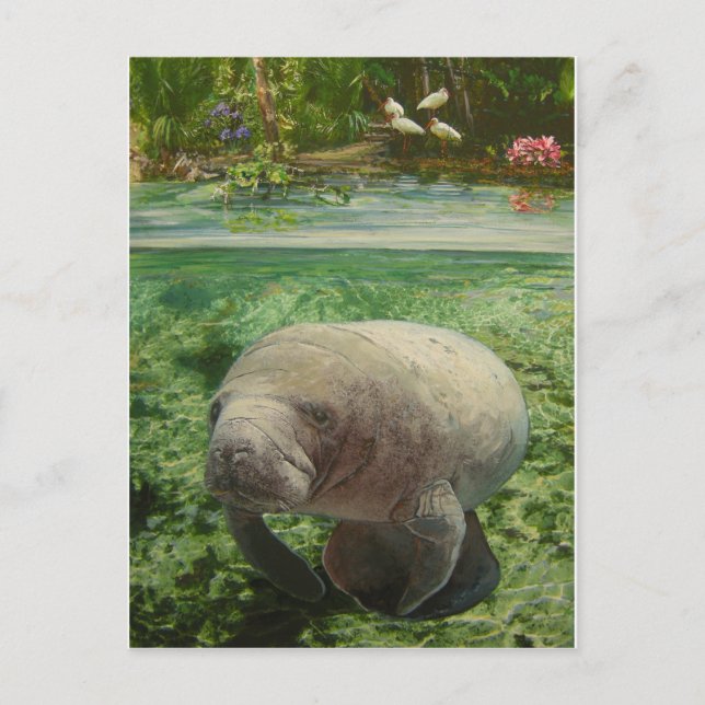CARTE POSTALE MANATEE (Devant)