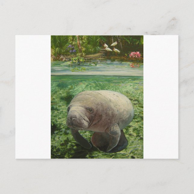 CARTE POSTALE MANATEE (Devant)