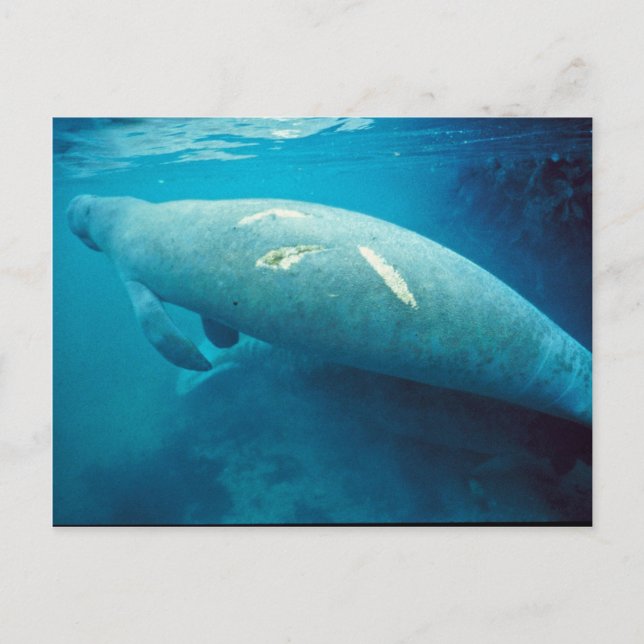 Carte Postale Manatee avec Scar (Devant)