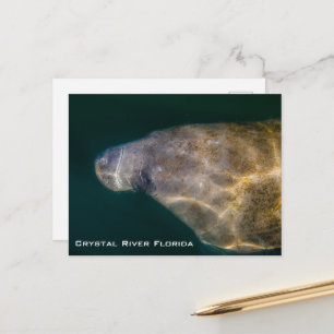 Carte postale Manatee Crystal River Florida