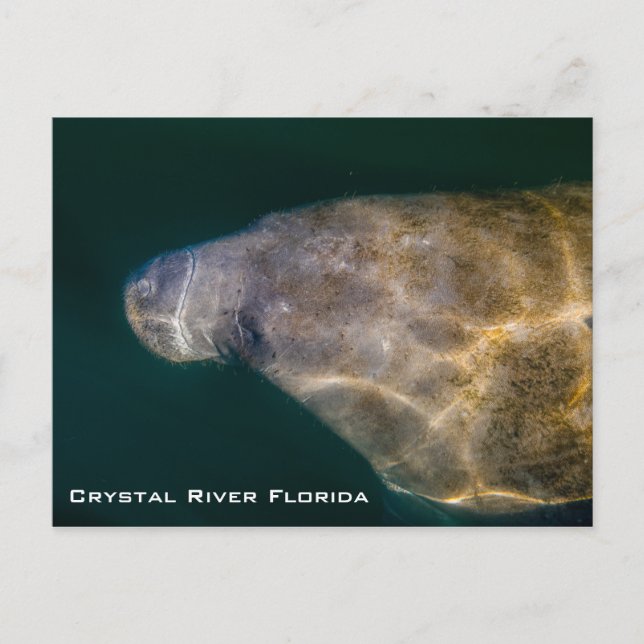 Carte Postale Manatee Crystal River Floride (Devant)