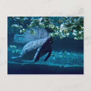 Carte Postale Manatee, Lowry Park Zoo, Tampa Bay, Floride, États