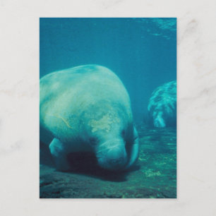 Carte postale Manatee Photo