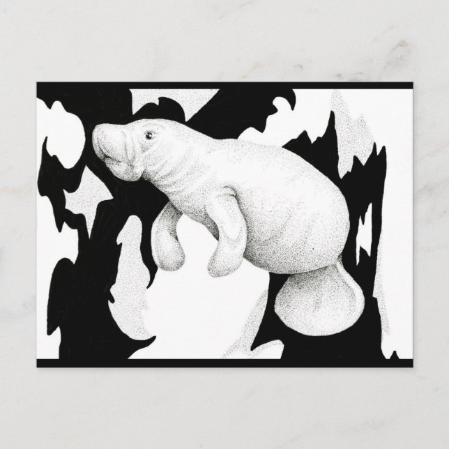 Carte Postale Manatee Postcard (Devant)