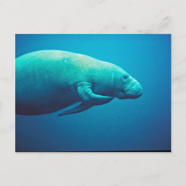 Carte Postale Manatee Scratching (Devant)