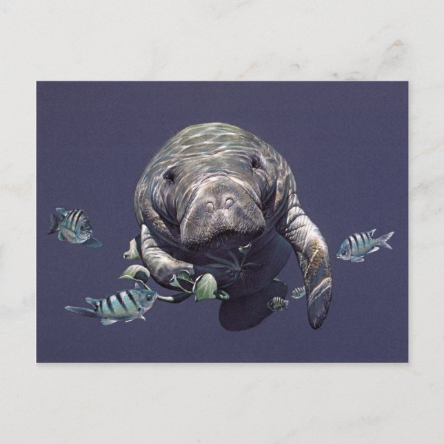 Carte Postale Manatee Underwater World (Devant)