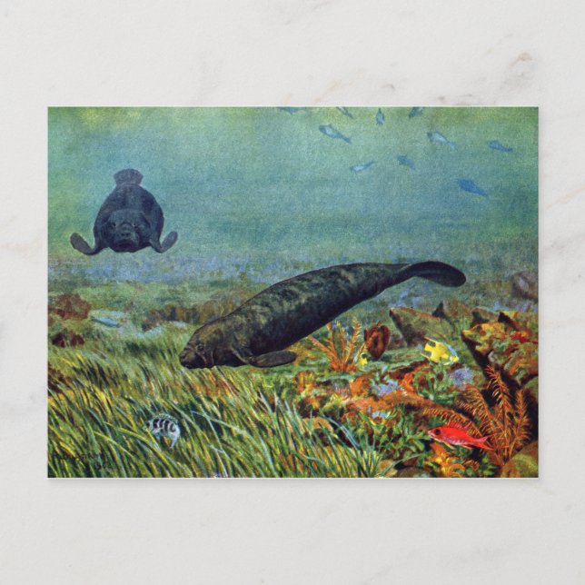 Carte Postale Manates et poissons colorés (Devant)