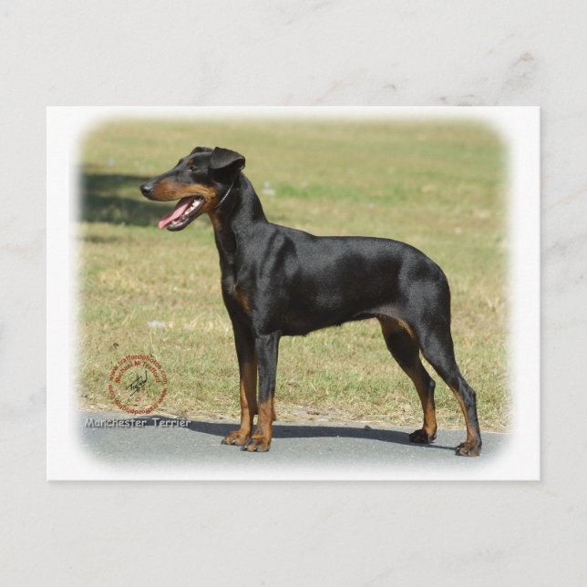 Carte Postale Manchester Terrier (Devant)