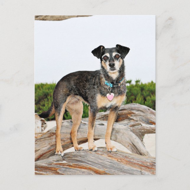 Carte Postale Manchester Terrier X - Jordanie - Derr (Devant)