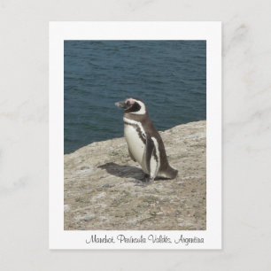 Carte Postale Manchot