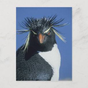 Carte Postale Manchot à tête noire (Eudyptes chrysocome)