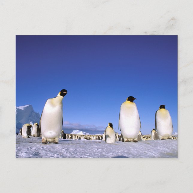 Carte Postale Manchot | Antarctique, péninsule Antarctique (Devant)