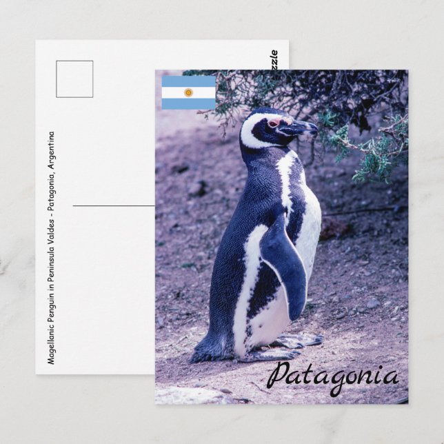 Carte Postale Manchot de Magellan dans la péninsule de Valdés -  (Devant / Derrière)