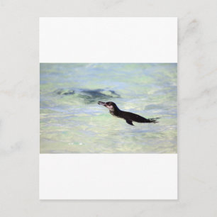 Carte Postale Manchot mignon des Galapagos nageant