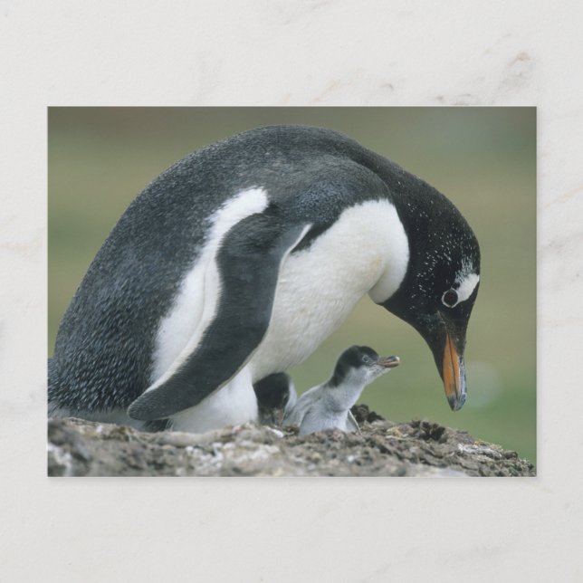 Carte Postale Manchot papou, (Pygoscelis papua), Falkland (Devant)