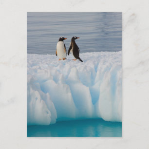 Carte Postale manchot papou, Pygoscelis Papua, sur de la glace g