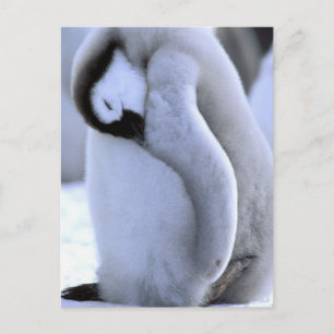 Carte Postale Manchot Péninsule Antarctique, Mer de Weddell