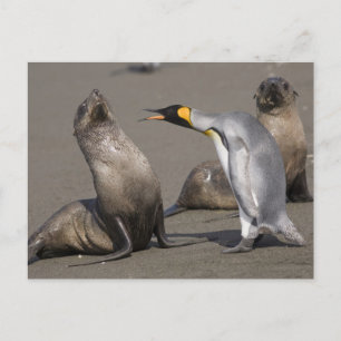 Carte Postale Manchot racontant Antarctique, île de Géorgie du