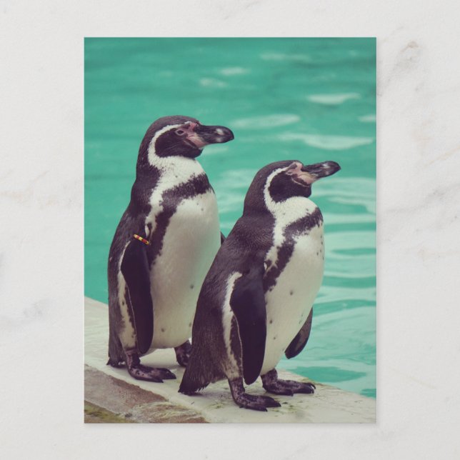 Carte Postale Manchots (Devant)