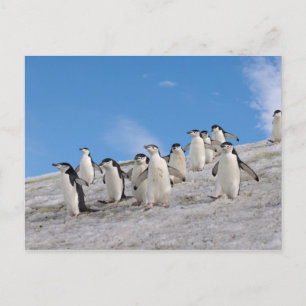 Carte Postale Manchots à Collier Pygoscelis Antarctica