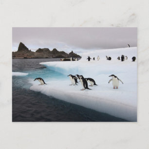 Carte Postale Manchots à jugulaire