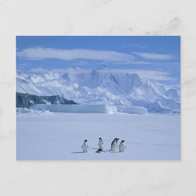 Carte Postale Manchots Adélie, Pygoscelis adeliae), (Devant)