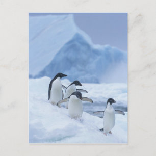 Carte Postale Manchots Adélie (Pygoscelis adeliae) sur la glace,