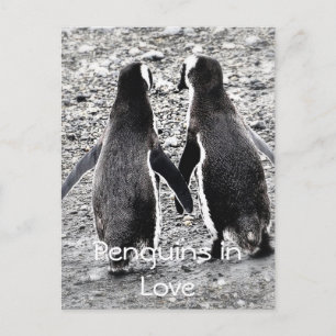 Carte Postale Manchots amoureux