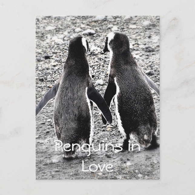 Carte Postale Manchots amoureux (Devant)