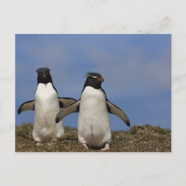Carte Postale Manchots de Hoppe Eudyptes chrysocome (Devant)