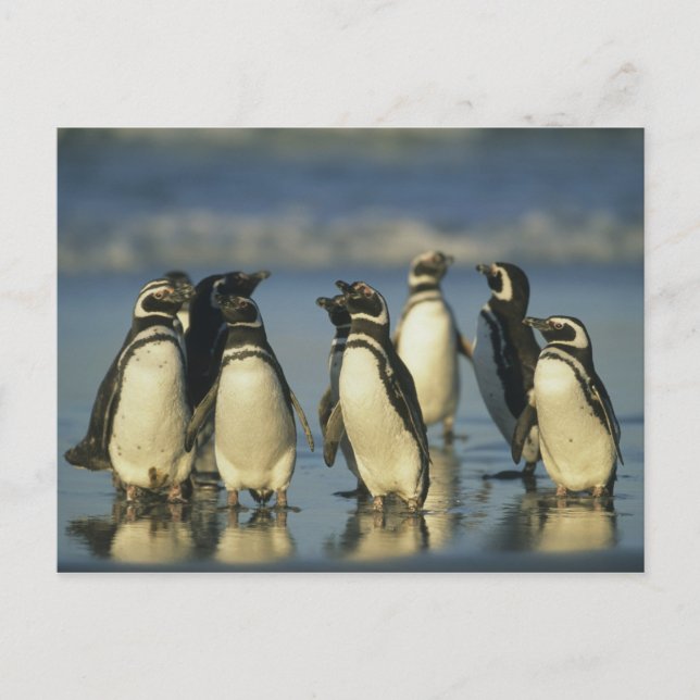 Carte Postale Manchots de Magellan, Spheniscus (Devant)