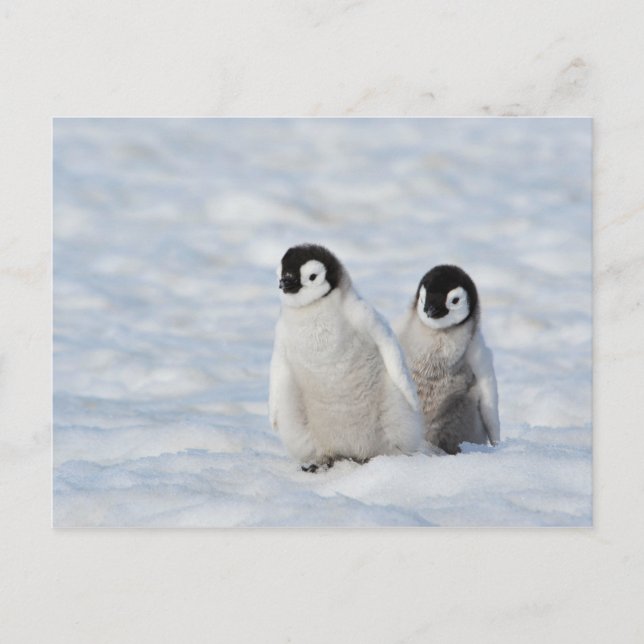 Carte Postale Manchots Empereurs Antarctique (Devant)