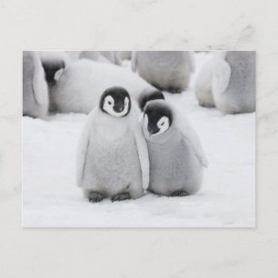 Carte Postale Manchots empereurs sur la glace en Antarctique