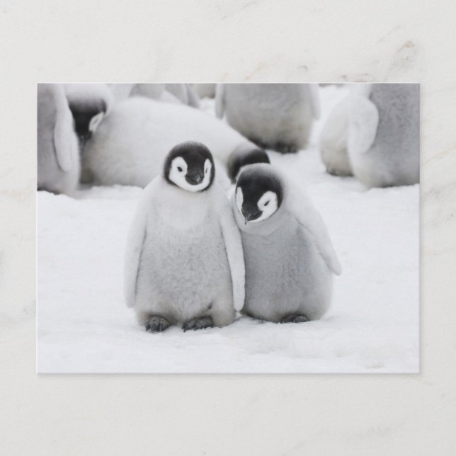 Carte Postale Manchots empereurs sur la glace en Antarctique (Devant)