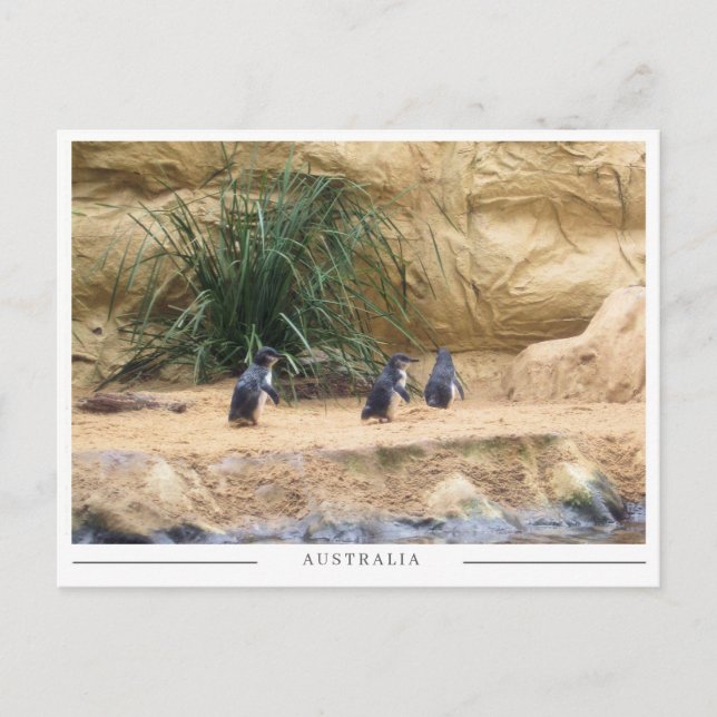 Carte Postale Manchots Papous – Faune australienne adorable (Devant)