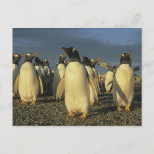 Carte Postale Manchots papous, (Pygoscelis papua), Falkland