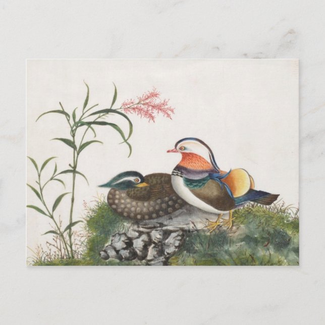Carte Postale Mandarin Canard peinture chinoise (Devant)