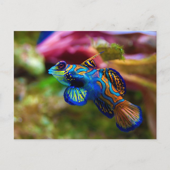 Carte Postale Mandarin Fish Synchiropus Splendidus (Devant)