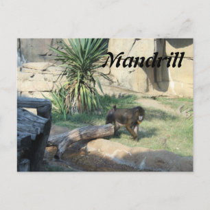 Carte Postale Mandrill