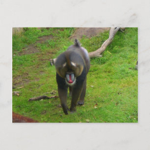 Carte postale Mandrill