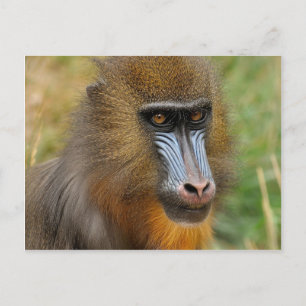 Carte Postale Mandrill