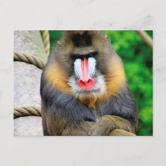 Carte Postale Mandrill 001 (Devant)