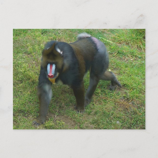 Carte postale Mandrill #5 (Devant)