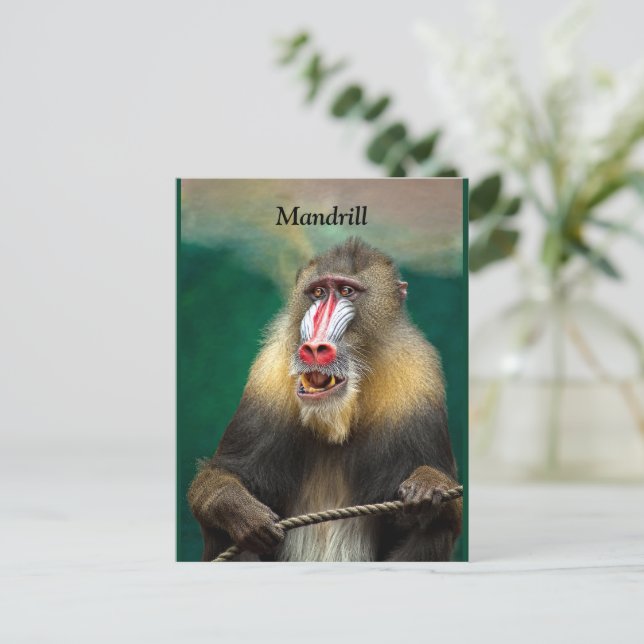 Carte Postale Mandrill, Ape africaine (Debout devant)