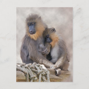 Carte Postale Mandrill et Young Postcard