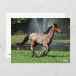 Carte Postale Mangalarga Courir devant la Fontaine