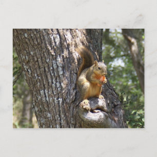 Carte Postale Mange tes carottes